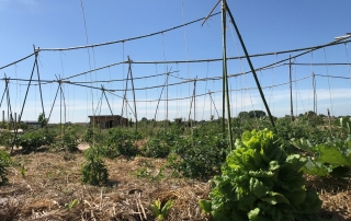 les plantations de tomates du Biopôle de Léa Nature près de La Rochelle